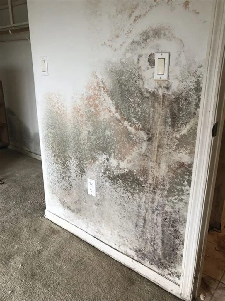 Mold Remediation